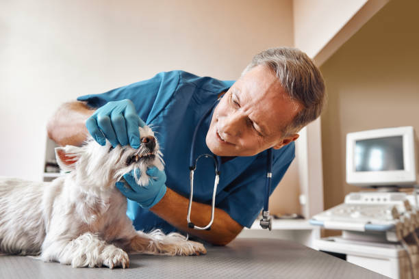Best Emergency Root Canal Treatment in Packanack Lake, NJ